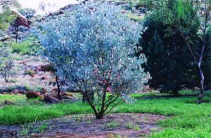 Round-leaved Mallee